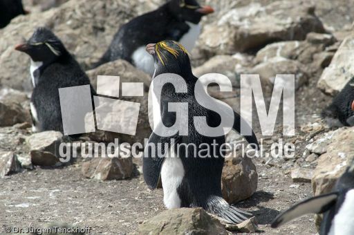 Goldschopfpinguin (03 von 19).jpg